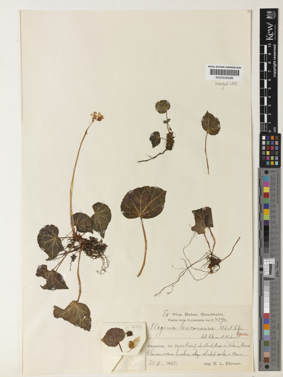 B. leuconeura